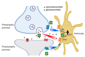 Astrocytes as Neurotransmitter Maestros