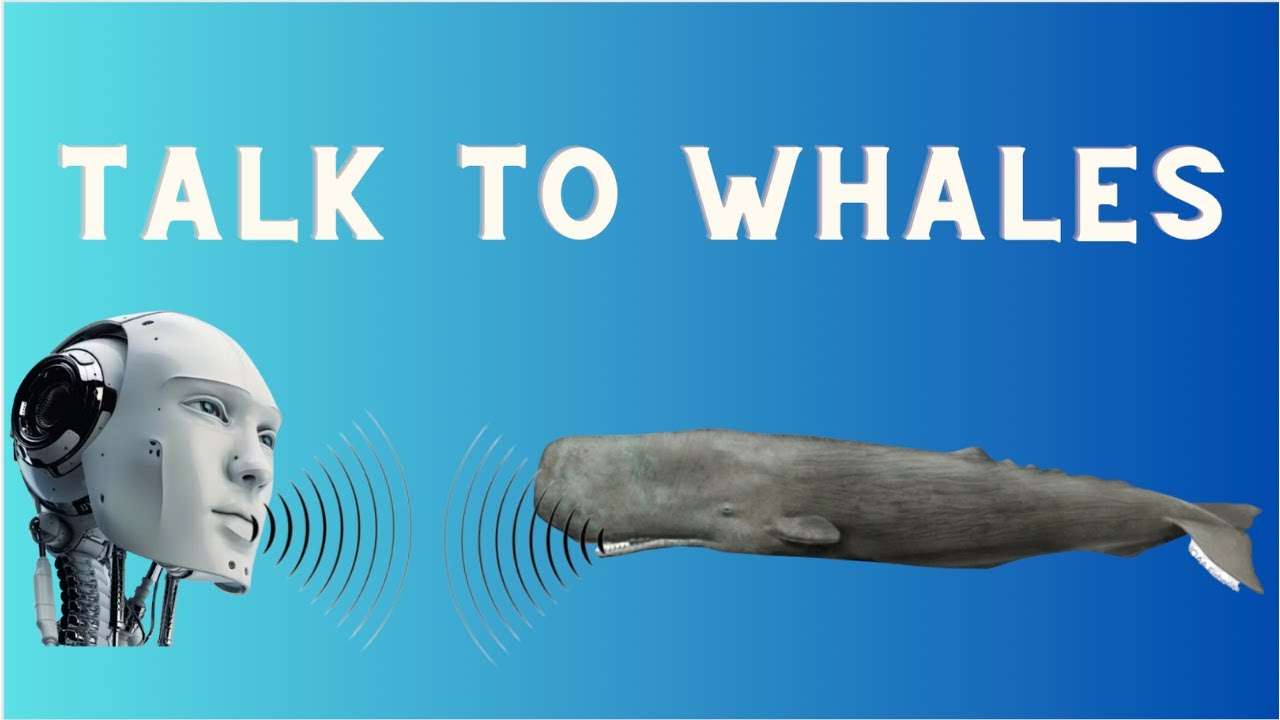 Can We Talk to Whales