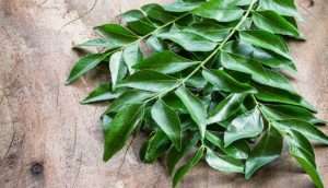Curry Leaves for Diabetes