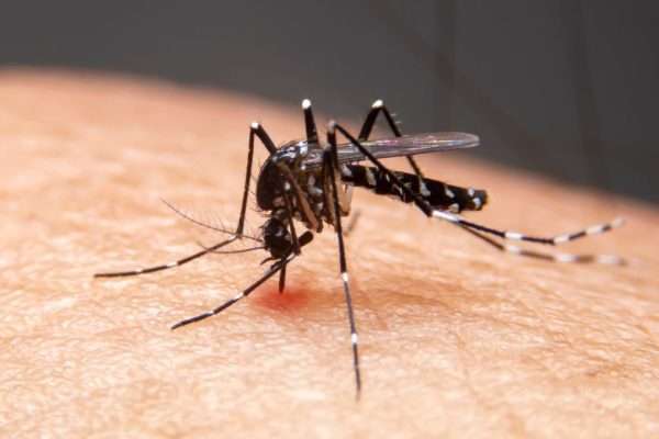 Dengue Cases